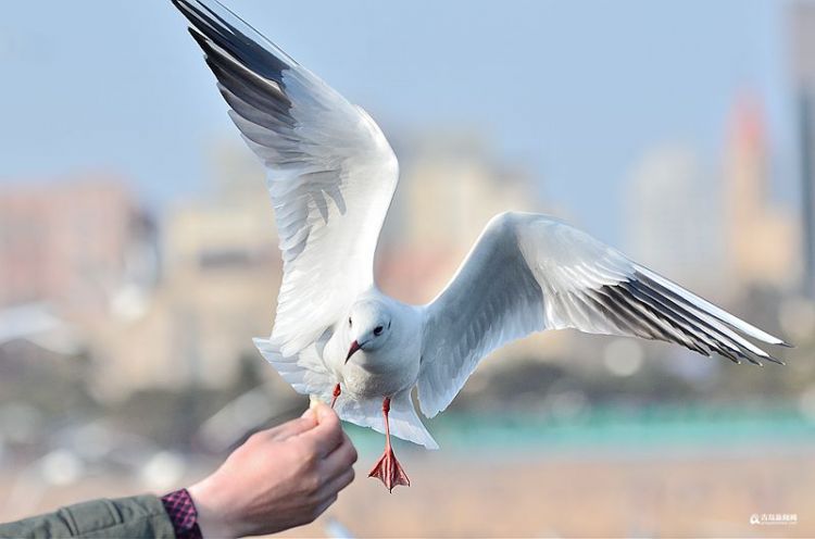 阿扎伦卡重要时刻锐不可当，美国队带队取胜！上演精彩一战